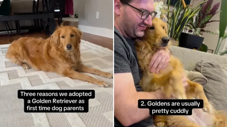 Video: First Time Dog Parents List Hilarious Reasons They Adopted Golden Retriever