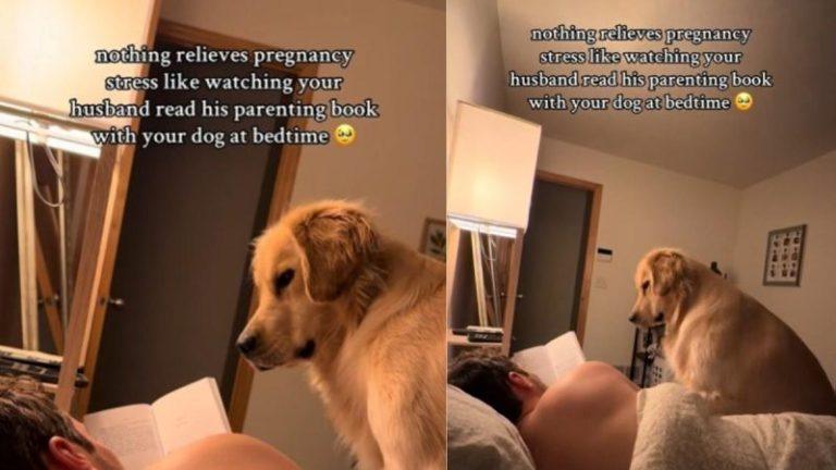 Video: Golden Retriever Joins Dad to Read a Book for Pregnant Mom