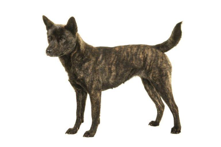 Kai Ken Dog Breed InformationKai Ken Dog Breed Rundown